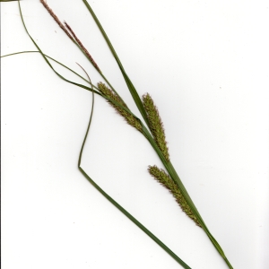 Photographie n°2295338 du taxon Carex vesicaria L. [1753]