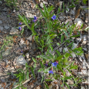 Lithospermum sp.