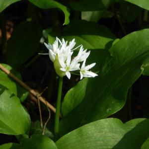 Photographie n°2295364 du taxon Allium ursinum L. [1753]