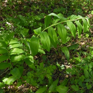 Photographie n°2295365 du taxon Polygonatum multiflorum (L.) All. [1785]