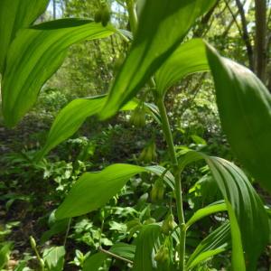 Photographie n°2295367 du taxon Polygonatum multiflorum (L.) All. [1785]