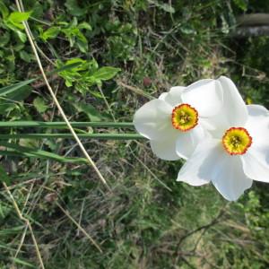 Photographie n°2295388 du taxon Narcissus poeticus L.