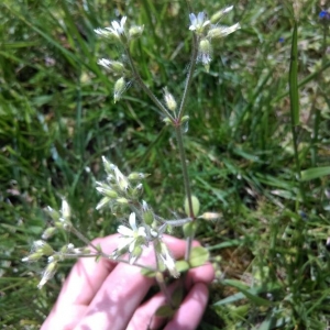 Photographie n°2295394 du taxon Cerastium glomeratum Thuill. [1799]