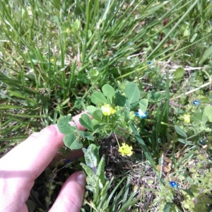 Photographie n°2295401 du taxon Medicago lupulina L. [1753]