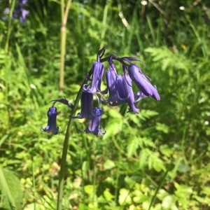 Photographie n°2295407 du taxon Hyacinthoides non-scripta (L.) Chouard ex Rothm. [1944]