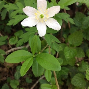 Photographie n°2295410 du taxon Anemone nemorosa L. [1753]