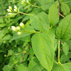 Photographie n°2295417 du taxon Philadelphus coronarius L. [1753]