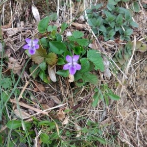 Photographie n°2295425 du taxon Viola pyrenaica Ramond ex DC. [1805]