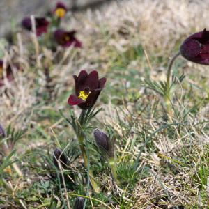 Photographie n°2295480 du taxon Anemone rubra Lam.