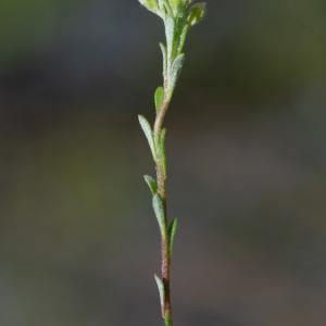 Photographie n°2295491 du taxon Alyssum alyssoides (L.) L. [1759]