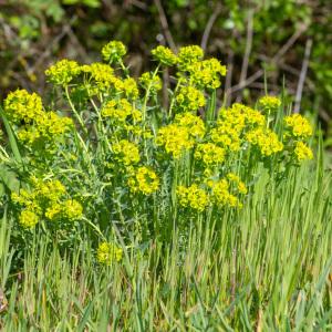 Photographie n°2295495 du taxon Euphorbia seguieriana Neck. [1770]