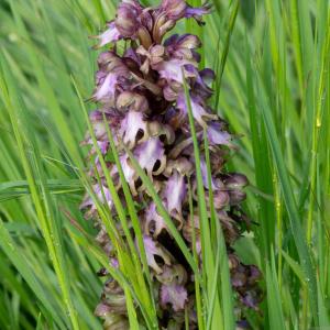 Photographie n°2295497 du taxon Himantoglossum robertianum (Loisel.) P.Delforge