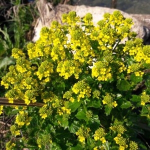 Photographie n°2295513 du taxon Barbarea vulgaris R.Br. [1812]