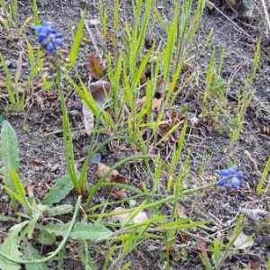 Photographie n°2295518 du taxon Muscari comosum (L.) Mill. [1768]