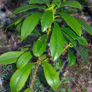 Photographie n°2295550 du taxon Daphne laureola L.