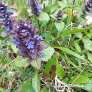 Photographie n°2295589 du taxon Ajuga reptans L. [1753]