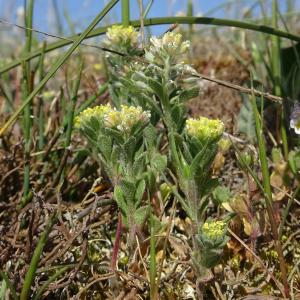 Photographie n°2295596 du taxon Alyssum simplex Rudolphi
