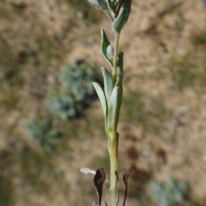 Photographie n°2295607 du taxon Omphalodes littoralis Lehm.