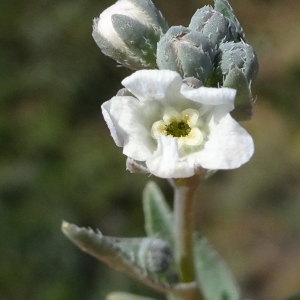 Photographie n°2295609 du taxon Omphalodes littoralis Lehm.