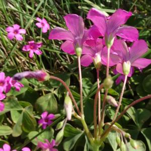 Photographie n°2295611 du taxon Oxalis articulata Savigny