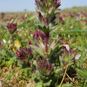 Photographie n°2295614 du taxon Parentucellia latifolia (L.) Caruel