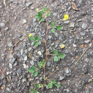 Photographie n°2295627 du taxon Luzerne lupuline