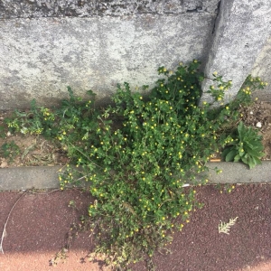 Photographie n°2295628 du taxon Luzerne lupuline