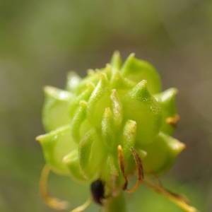 Photographie n°2295666 du taxon Ranunculus bulbosus L. [1753]