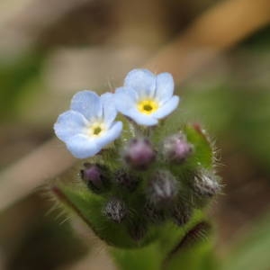 Photographie n°2295668 du taxon Myosotis arvensis (L.) Hill [1764]