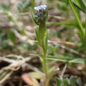 Photographie n°2295669 du taxon Myosotis arvensis (L.) Hill [1764]