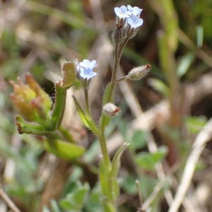 Photographie n°2295670 du taxon Myosotis arvensis (L.) Hill [1764]