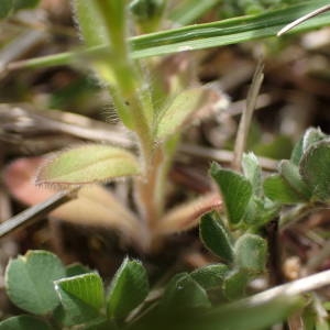 Photographie n°2295672 du taxon Myosotis arvensis (L.) Hill [1764]