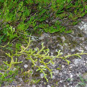 Photographie n°2295691 du taxon Lycopodium clavatum L.