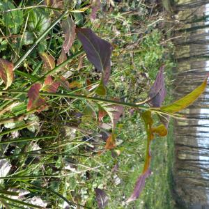 Photographie n°2295794 du taxon Euonymus europaeus L. [1753]