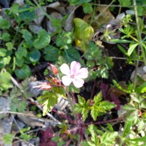 Photographie n°2295801 du taxon Geranium robertianum L.