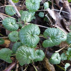 Photographie n°2295807 du taxon Lamium purpureum L. [1753]