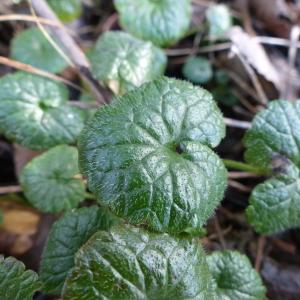 Photographie n°2295808 du taxon Lamium purpureum L. [1753]