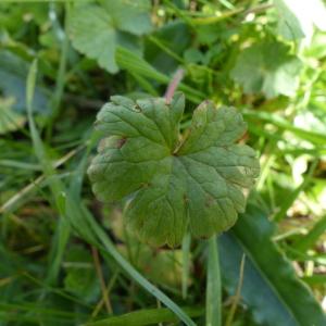 Photographie n°2295809 du taxon Lamium purpureum L. [1753]