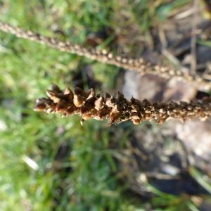 Photographie n°2295825 du taxon Plantago major L.