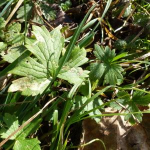 Photographie n°2295831 du taxon Ranunculus repens L. [1753]