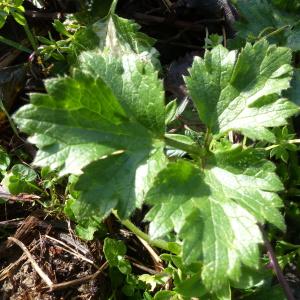 Photographie n°2295832 du taxon Ranunculus repens L. [1753]