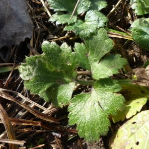 Photographie n°2295834 du taxon Ranunculus repens L. [1753]