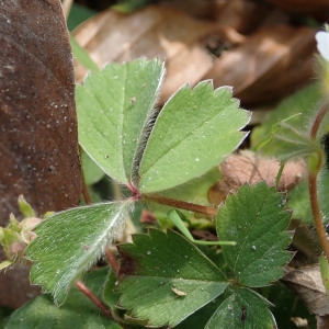 Photographie n°2295854 du taxon Potentilla sterilis (L.) Garcke [1856]