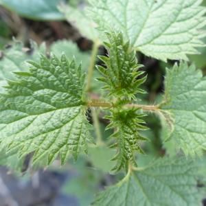 Photographie n°2295872 du taxon Urtica dioica L. [1753]