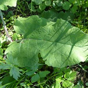 Photographie n°2295879 du taxon Arctium lappa L. [1753]