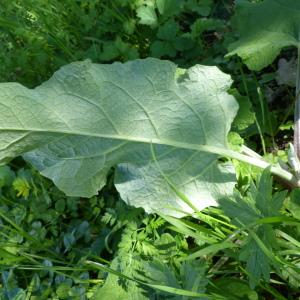 Photographie n°2295880 du taxon Arctium lappa L. [1753]