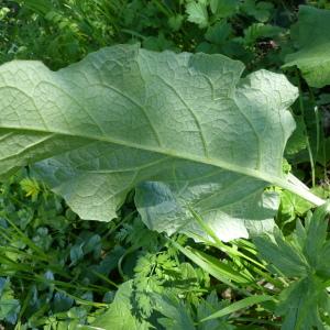 Photographie n°2295881 du taxon Arctium lappa L. [1753]