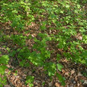 Photographie n°2295939 du taxon Ribes nigrum L. [1753]