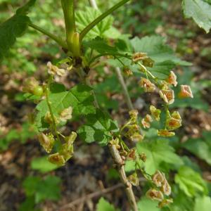 Photographie n°2295941 du taxon Ribes nigrum L. [1753]