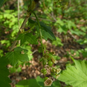 Photographie n°2295942 du taxon Ribes nigrum L. [1753]